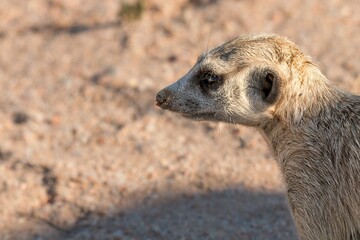 Namibia - Spitzkoppe - Meerkat (Suricata suricatta) - Close up profile portrait of animal head looking left in desert © GuillaumeAngleraud