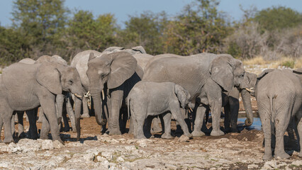 Fototapeta premium Namibia - Etosha National Park - African elephant (Loxodonta africana) herd gathering at waterhole during dry season in open savanna