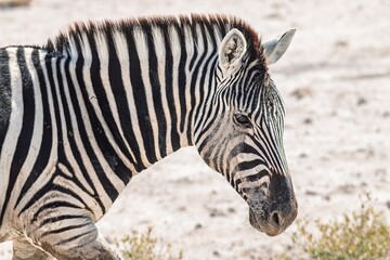 Fototapeta premium Namibia - Etosha National Park - Plains zebra (Equus quagga) head and neck portrait showing distinctive black and white stripe pattern