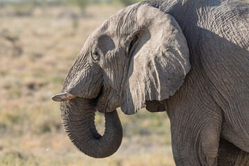 Namibia - Etosha National Park - African elephant (Loxodonta africana) side profile portrait showing detailed wrinkled skin texture clearly © GuillaumeAngleraud