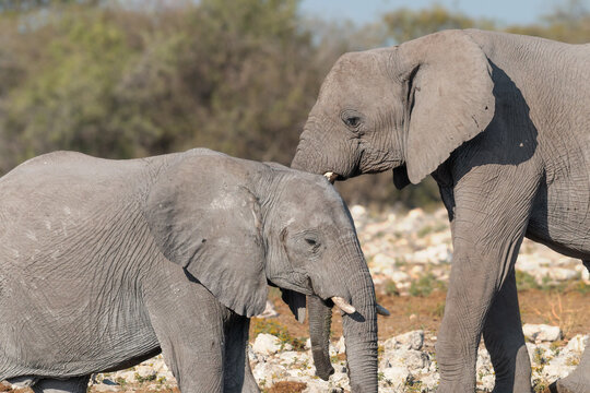 Namibia - Etosha National Park - African elephant (Loxodonta africana) mother and calf walking together on white mineral calcrete