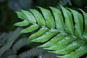 Green fern leaf Cyrtomium fortunei with fresh water drops on textured foliage for tropical botanical garden background and natural environment design with soft light and macro detail photography. © Sodel Vladyslav