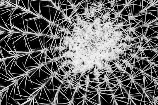 Symmetrical top down macro of echinocactus grusonii cactus spines in black and white creates a complex geometric pattern and high contrast texture for minimal modern home decoration design.