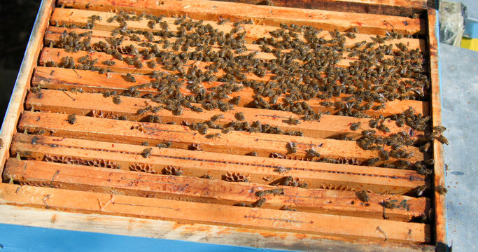 Bees on wooden frames in a hive during midday in a backyard garden