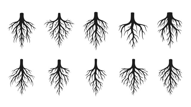Vector illustration&nbsp;of collection of various root system structures on a transparent background