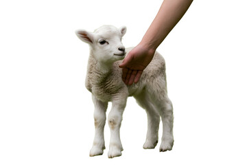 Obraz premium Person gently petting adorable white lamb with soft fur