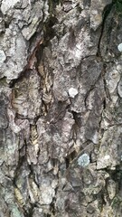Close-up of tree bark, showing a rough texture with cracks, fissures, and a mix of brown and gray tones. Nature concept.