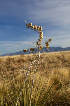 The foothills are covered with sparse vegetation &ndash; shrubs, grasses, and patches of juniper and pi&ntilde;on pine forests.