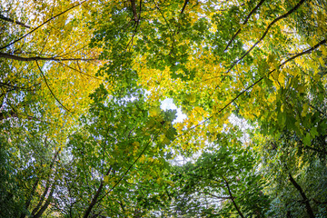 Fototapeta premium Overhead shot of a forest canopy, predominantly green and yellow leaves, sunlight filters, patterns of light and shadow, natural wild setting, no human structures, ground-level perspective, emphasize