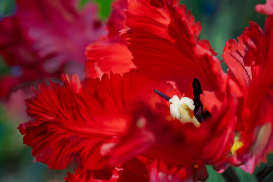 Close up of Rococo Parrot Tulip in the home garden.