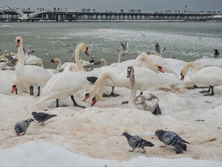 Pejzarz morski z ptakami na krach. © EwaAF