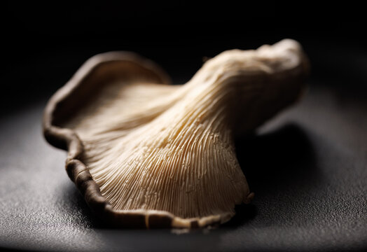 Oyster mushroom on a dark background, close-up view