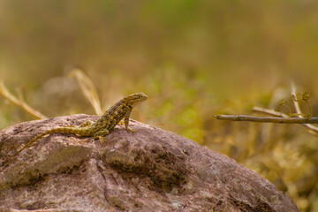 Naklejka premium A desert spiny lizard is seen resting on a rock in the Arizona desert. The sun shines down on the lizard as it enjoys the warm environment of its natural habitat.
