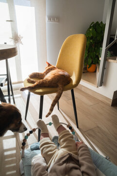 Ginger cat sleeping on chair while baby is playing