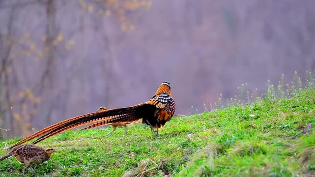 Male Reeves's Pheasant Fanning Tail and Slowly Pursuing Female on Grassy Slope