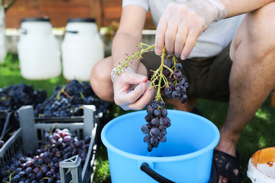 a man presses grapes for wine