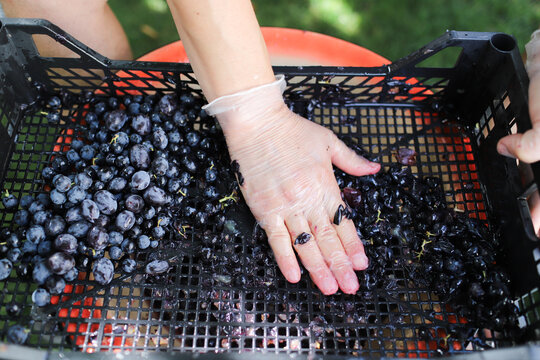 a man presses grapes for wine