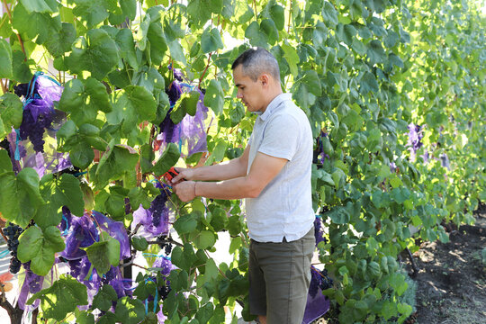 a man cuts grapes in his garden