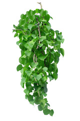Fototapeta premium Green vines plant hanging a string isolated on white background. With copy space and clipping path.