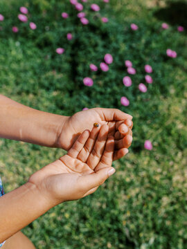 Childs hands holding ladybug
