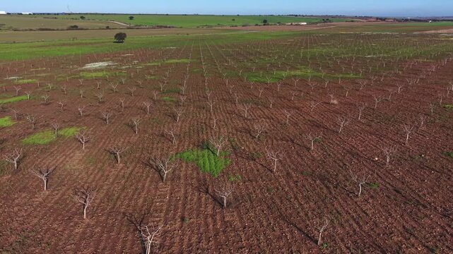 Focus on Single Pistachio Tree Expanding to Full Orchard &ndash; Winter Dormant Plantation