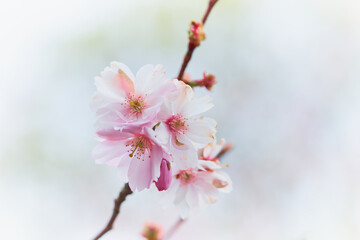 Obraz premium Spring flowering of trees on a blurred background.