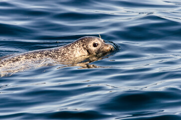 sea lion swimming