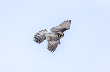 Obraz premium peregrine falcon in flight