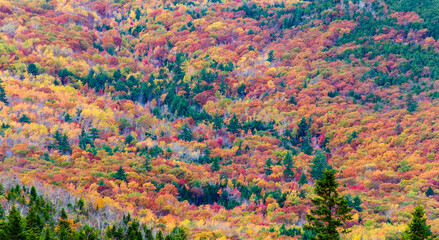 Autumn Treetops in the valley