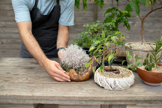 a young man makes pots for banzai