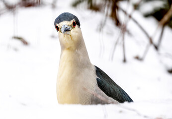Fototapeta premium Portrait Of Kvaka In Snow This Winter