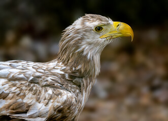 Close-Up Portrait Of White-Tailed Eagle