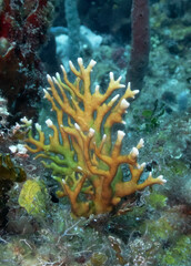 Branching Fire Coral