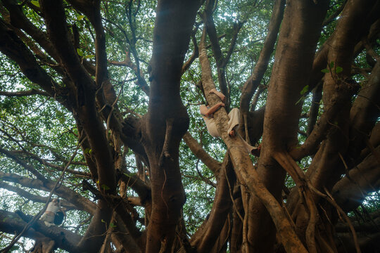 Immersed in the Natural Canopy of an Ancient Tree