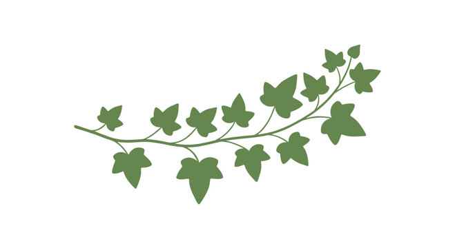 A graphic illustration of a dark green ivy branch featuring multiple distinct, classic ivy-shaped leaves curved gracefully on a clean white background.