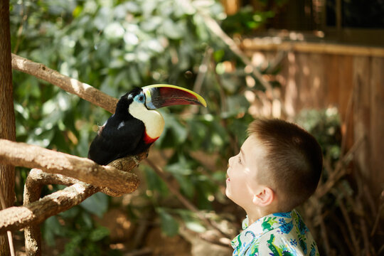 Happy Multiracial Asian Boy Talking To A Toucan.