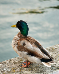 Mallard duck standing by water looking left