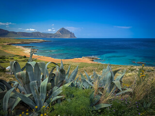 Naklejka premium Broad agave leaves frame a sweeping view of a turquoise bay, rocky shoreline and rugged coastline stretching out on the horizon. Mediterranean palette of spring greens and blues in western Sicily.