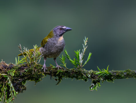 Buff-throated Saltator Perched on Mossy Branch on Green Background