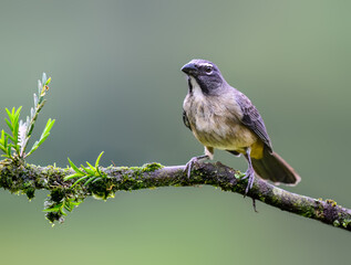 Fototapeta premium Streaked Saltator Perched on Mossy Branch in Tropical Forest