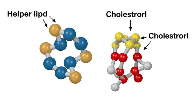 Molecular structures of helper lipid and cholesterol 3d rendered models with labeled components scientific illustration
