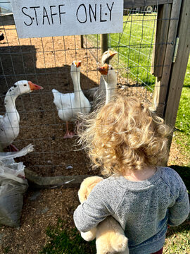 Toddler at farm