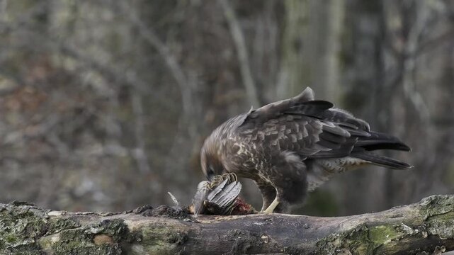 Common Buzzard (Buteo buteo) Feeding