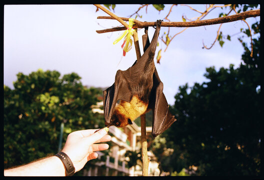 A flying fox hangs upside down from a branch amidst lush vegetation