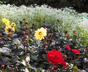 ダリアの花壇
