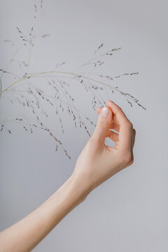 Hand Holding Dried Grass