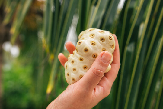 Female Hand Holding Fresh Noni Fruit in a Lush Tropical Garden