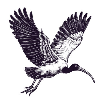 ibis bird flying