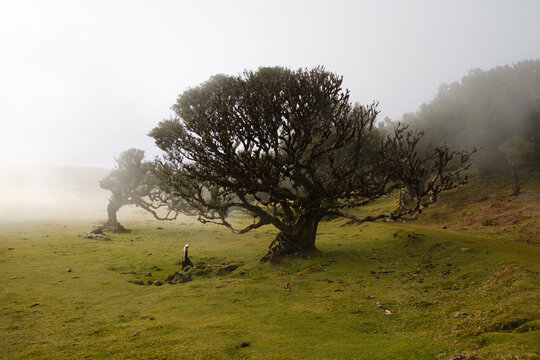 A girl in a dark dress sitting under an ancient tree in a fog