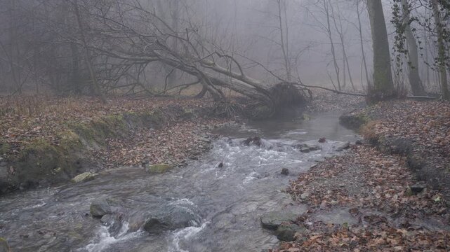 Misty late autumn forest in Little Carpathians, Slovakia